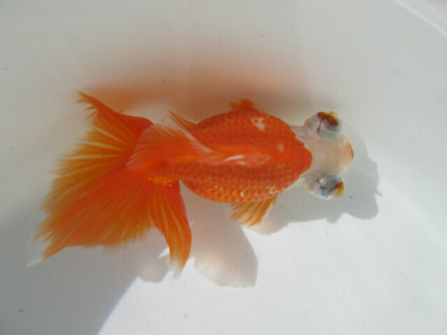 倉庫◆生体(1匹) 蝶尾 三歳魚 約10センチ チョウビ/金魚/出目金/ちょうび/きんぎょ/国産金魚【金魚小屋-希-福岡】