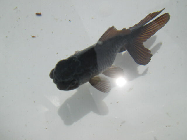 倉庫◆生体 ブラックドラゴン2匹セット 弐歳魚 約8センチ アズマニシキ/金魚/あずまにしき/きんぎょ/国産金魚【金魚小屋-希-福岡】