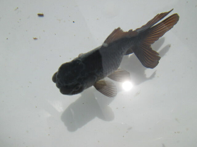 倉庫◆生体 ブラックドラゴン2匹セット 弐歳魚 約8センチ アズマニシキ/金魚/あずまにしき/きんぎょ/国産金魚【金魚小屋-希-福岡】