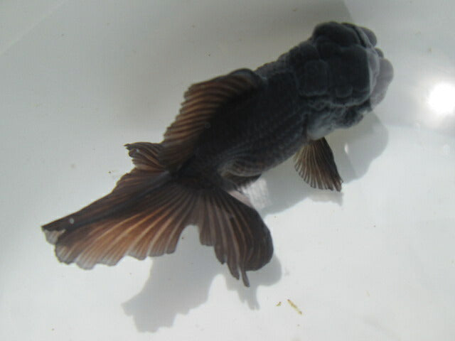 倉庫◆生体 東錦(黒色) 弐歳魚 12センチ アズマニシキ/金魚/あずまにしき/きんぎょ/国産金魚【金魚小屋-希-福岡】