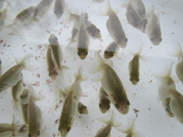 倉庫◆生体 らんちゅう 当歳魚 約5〜6センチ (1匹)ランチュウ/金魚/らんちう/きんぎょ/国産金魚【金魚小屋-希-福岡】