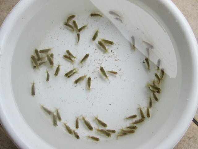 倉庫◆生体 らんちゅう 当歳魚 約5〜6センチ (1匹)ランチュウ/金魚/らんちう/きんぎょ/国産金魚【金魚小屋-希-福岡】