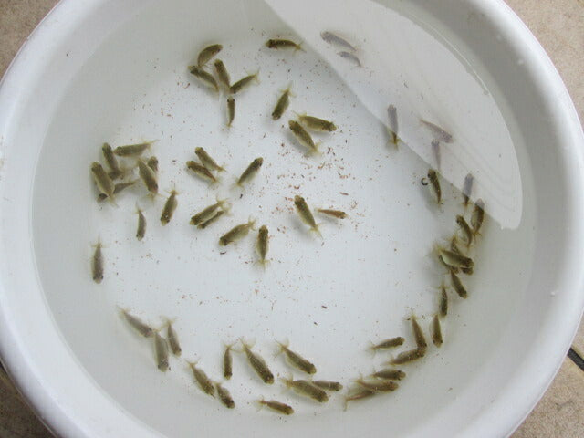 倉庫◆生体 らんちゅう 当歳魚 約5〜6センチ (1匹)ランチュウ/金魚/らんちう/きんぎょ/国産金魚【金魚小屋-希-福岡】