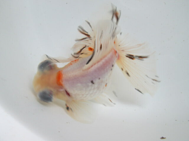 倉庫◆生体(1匹) 蝶尾 三歳魚 約14センチ チョウビ/金魚/出目金/ちょうび/きんぎょ/国産金魚【金魚小屋-希-福岡】