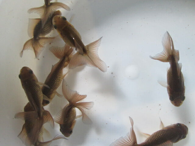 倉庫◆生体 関東東錦ブラック(1匹) 当歳魚 約8〜9センチ アズマニシキ/金魚/あずまにしき/きんぎょ/国産金魚【金魚小屋-希-福岡】