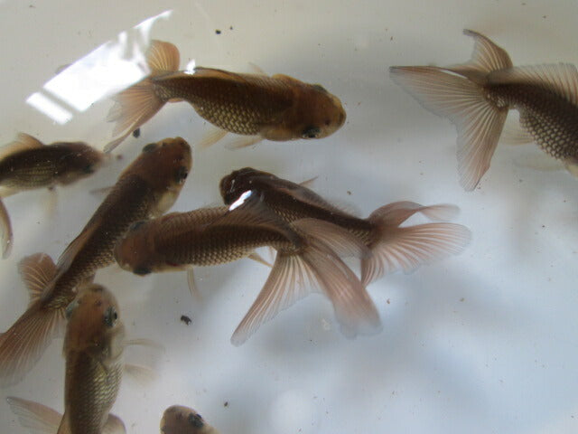 倉庫◆生体 関東東錦ブラック(1匹) 当歳魚 約8〜9センチ アズマニシキ/金魚/あずまにしき/きんぎょ/国産金魚【金魚小屋-希-福岡】