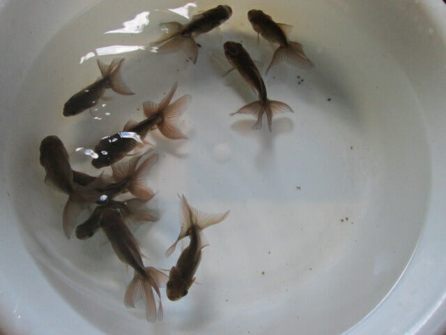 倉庫◆生体 関東東錦ブラック(1匹) 当歳魚 約8〜9センチ アズマニシキ/金魚/あずまにしき/きんぎょ/国産金魚【金魚小屋-希-福岡】