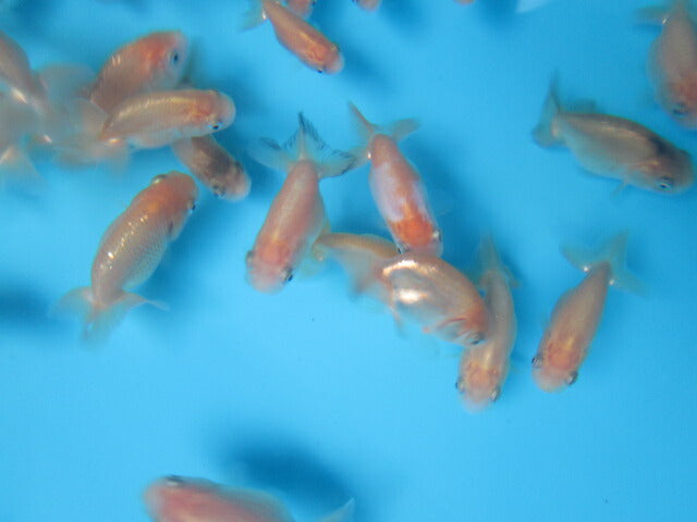 倉庫◆生体 らんちゅう 当歳魚 約5〜6センチ (1匹)ランチュウ/金魚/らんちう/きんぎょ/国産金魚【金魚小屋-希-福岡】