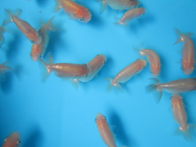 倉庫◆生体 らんちゅう 当歳魚 約5〜6センチ (1匹)ランチュウ/金魚/らんちう/きんぎょ/国産金魚【金魚小屋-希-福岡】