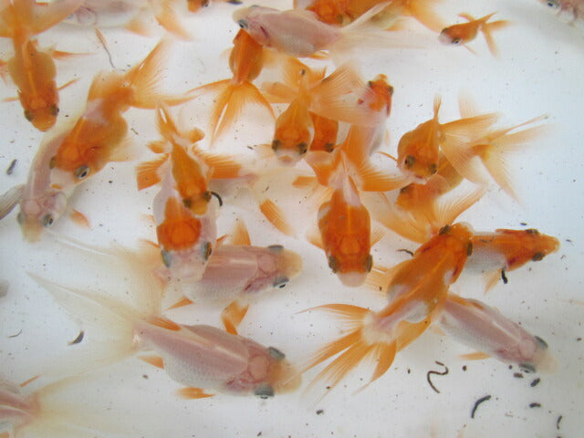 倉庫◆生体 琉金 当歳魚 約5〜7センチ (1匹)りゅうきん/金魚/獅子頭/きんぎょ/国産金魚【金魚小屋-希-福岡】