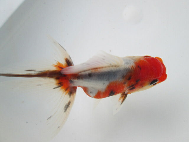 倉庫◆生体 東錦 当歳魚 約8〜9センチ (1匹)あずまにしき/金魚/獅子頭/きんぎょ/国産金魚【金魚小屋-希-福岡】