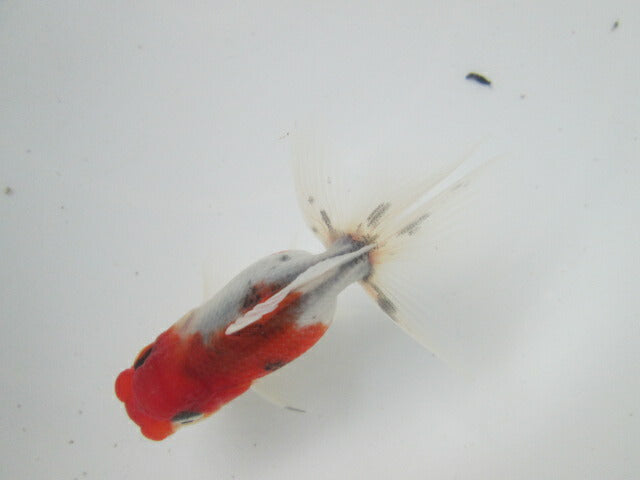 倉庫◆生体 東錦 当歳魚 約8〜9センチ (1匹)あずまにしき/金魚/獅子頭/きんぎょ/国産金魚【金魚小屋-希-福岡】