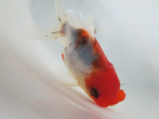 倉庫◆生体 東錦 当歳魚 約8〜9センチ (1匹)あずまにしき/金魚/獅子頭/きんぎょ/国産金魚【金魚小屋-希-福岡】