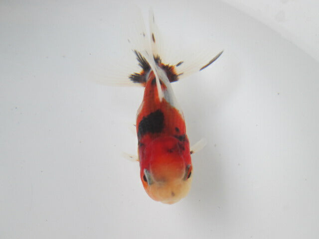 倉庫◆生体 東錦 当歳魚 約8〜9センチ (1匹)あずまにしき/金魚/獅子頭/きんぎょ/国産金魚【金魚小屋-希-福岡】