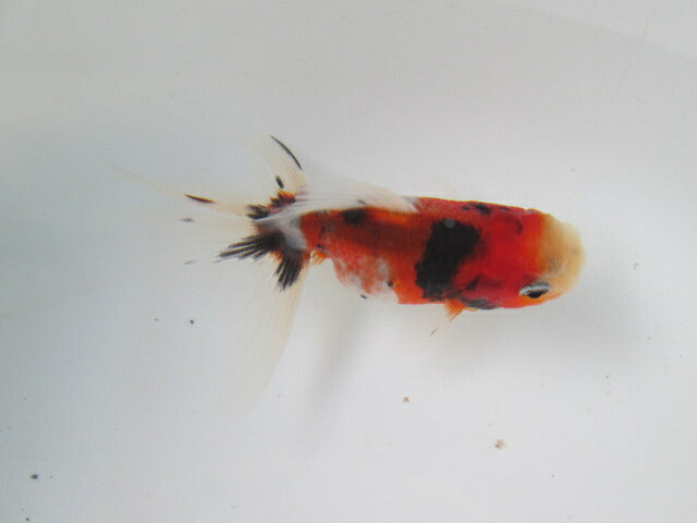 倉庫◆生体 東錦 当歳魚 約8〜9センチ (1匹)あずまにしき/金魚/獅子頭/きんぎょ/国産金魚【金魚小屋-希-福岡】