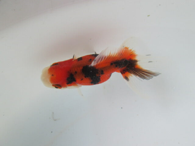 倉庫◆生体 東錦 当歳魚 約8センチ (1匹)あずまにしき/金魚/獅子頭/きんぎょ/国産金魚【金魚小屋-希-福岡】