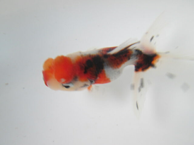 倉庫◆生体 東錦 当歳魚 約8センチ (1匹)あずまにしき/金魚/獅子頭/きんぎょ/国産金魚【金魚小屋-希-福岡】