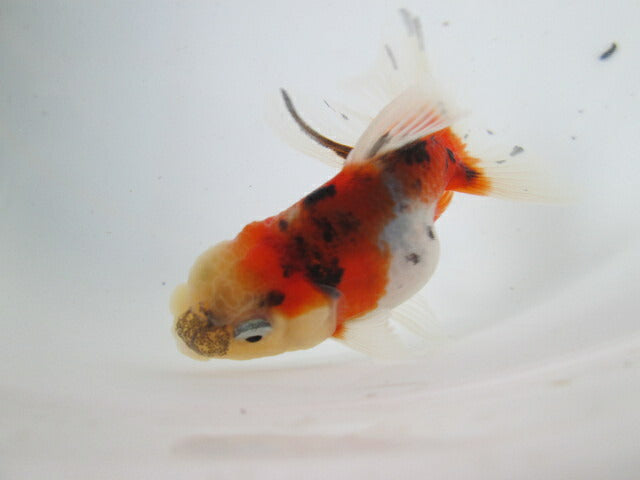 倉庫◆生体 東錦 当歳魚 約8センチ (1匹)あずまにしき/金魚/獅子頭/きんぎょ/国産金魚【金魚小屋-希-福岡】