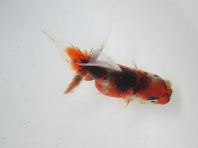 倉庫◆生体 東錦 当歳魚 約8センチ (1匹)あずまにしき/金魚/獅子頭/きんぎょ/国産金魚【金魚小屋-希-福岡】