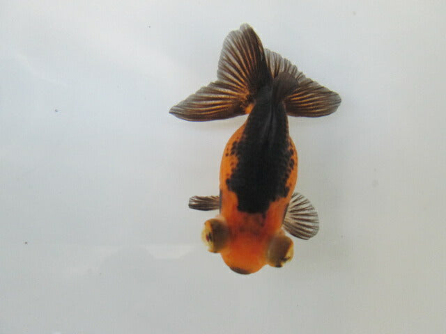 倉庫◆生体 蝶尾 当歳魚 約8センチ (1匹)チョウビ/金魚/琉金/きんぎょ/国産金魚【金魚小屋-希-福岡】