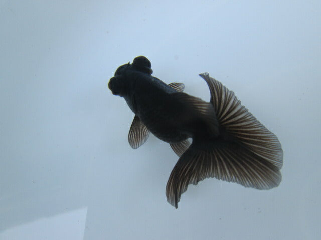 倉庫◆生体 蝶尾 当歳魚 約8センチ (1匹)チョウビ/金魚/琉金/きんぎょ/国産金魚【金魚小屋-希-福岡】