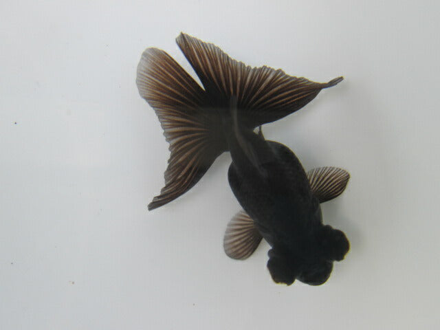 倉庫◆生体 蝶尾 当歳魚 約8センチ (1匹)チョウビ/金魚/琉金/きんぎょ/国産金魚【金魚小屋-希-福岡】