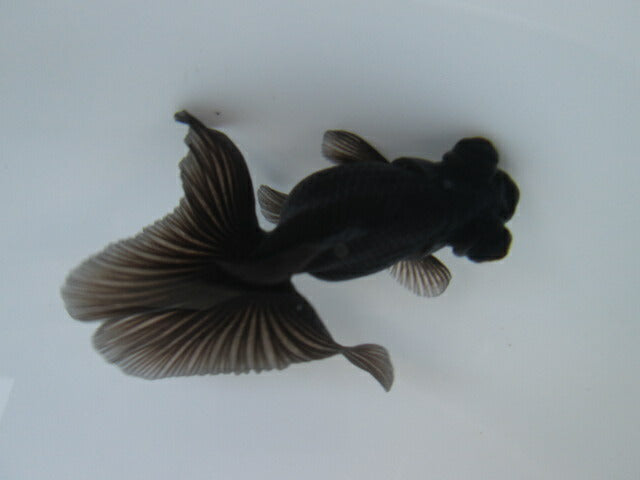 倉庫◆生体 蝶尾 当歳魚 約8センチ (1匹)チョウビ/金魚/琉金/きんぎょ/国産金魚【金魚小屋-希-福岡】