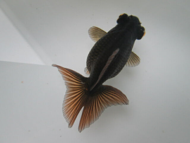 倉庫◆生体 蝶尾 当歳魚 約7〜8センチ (1匹)チョウビ/金魚/琉金/きんぎょ/国産金魚【金魚小屋-希-福岡】