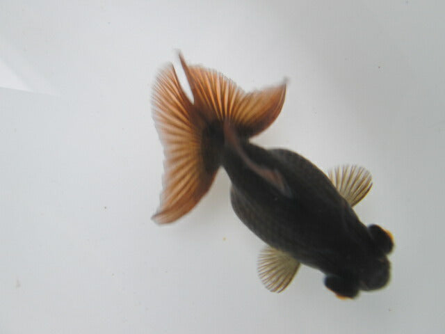 倉庫◆生体 蝶尾 当歳魚 約7〜8センチ (1匹)チョウビ/金魚/琉金/きんぎょ/国産金魚【金魚小屋-希-福岡】