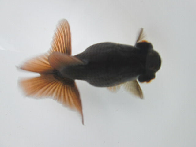 倉庫◆生体 蝶尾 当歳魚 約7〜8センチ (1匹)チョウビ/金魚/琉金/きんぎょ/国産金魚【金魚小屋-希-福岡】