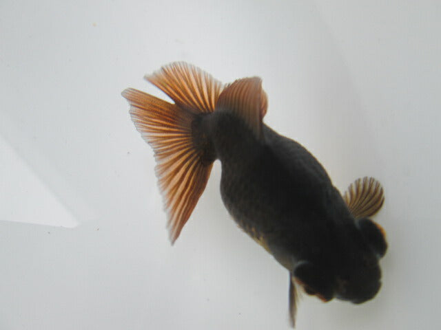 倉庫◆生体 蝶尾 当歳魚 約7〜8センチ (1匹)チョウビ/金魚/琉金/きんぎょ/国産金魚【金魚小屋-希-福岡】