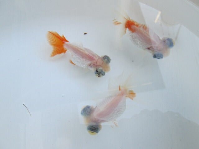 倉庫◆生体 蝶尾(3匹セット) 二歳魚 約7センチ チョウビ/金魚/琉金/きんぎょ/国産金魚【金魚小屋-希-福岡】