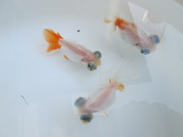 倉庫◆生体 蝶尾(3匹セット) 二歳魚 約7センチ チョウビ/金魚/琉金/きんぎょ/国産金魚【金魚小屋-希-福岡】