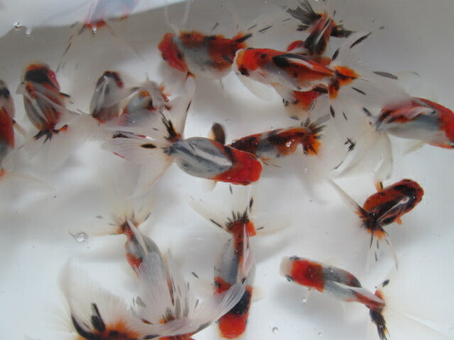 倉庫◆生体 東錦 当歳魚 約7〜8センチ (1匹)あずまにしき/金魚/獅子頭/きんぎょ/国産金魚【金魚小屋-希-福岡】