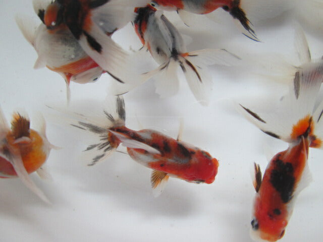 倉庫◆生体 東錦 当歳魚 約7〜8センチ (1匹)あずまにしき/金魚/獅子頭/きんぎょ/国産金魚【金魚小屋-希-福岡】