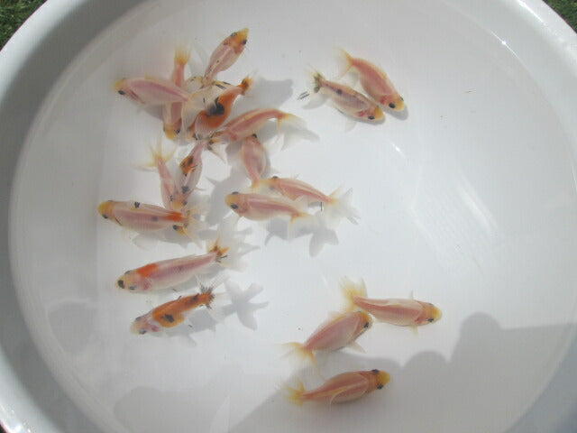 倉庫◆生体 藤ロクリン 当歳魚 約6センチ (1匹)藤六鱗/金魚/琉金/きんぎょ/国産金魚【金魚小屋-希-福岡】