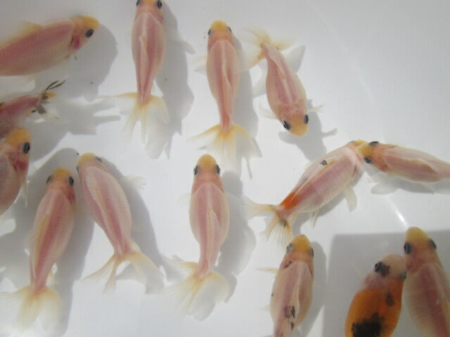 倉庫◆生体 藤ロクリン 当歳魚 約6センチ (1匹)藤六鱗/金魚/琉金/きんぎょ/国産金魚【金魚小屋-希-福岡】