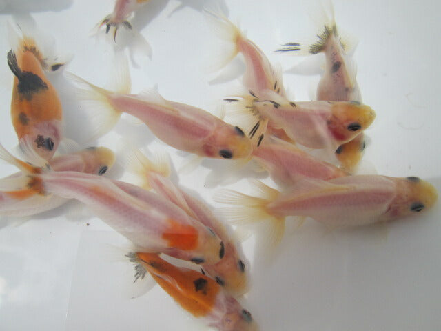 倉庫◆生体 藤ロクリン 当歳魚 約6センチ (1匹)藤六鱗/金魚/琉金/きんぎょ/国産金魚【金魚小屋-希-福岡】