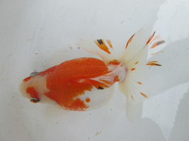 生体 土佐錦(1) 三歳魚 約14センチ (1匹)土佐金/金魚/琉金/きんぎょ/国産金魚【金魚小屋-希-福岡】