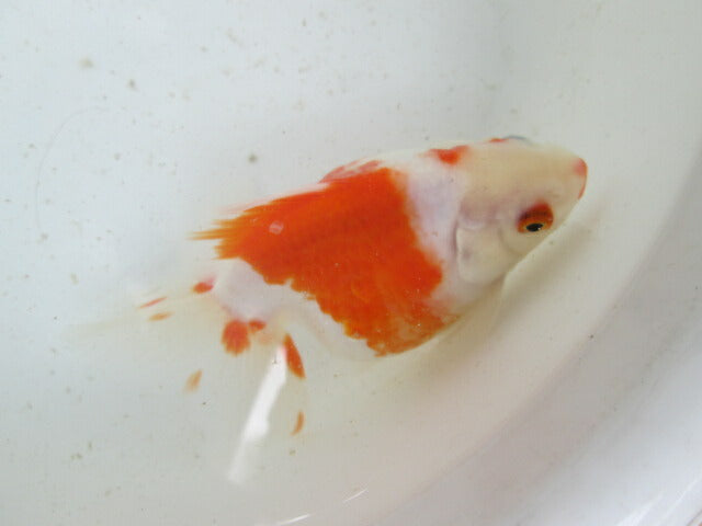 生体 土佐錦(3) 三歳魚 約14センチ (1匹)土佐金/金魚/琉金/きんぎょ/国産金魚【金魚小屋-希-福岡】