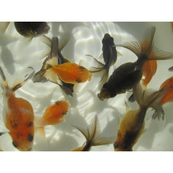 goldfish-15