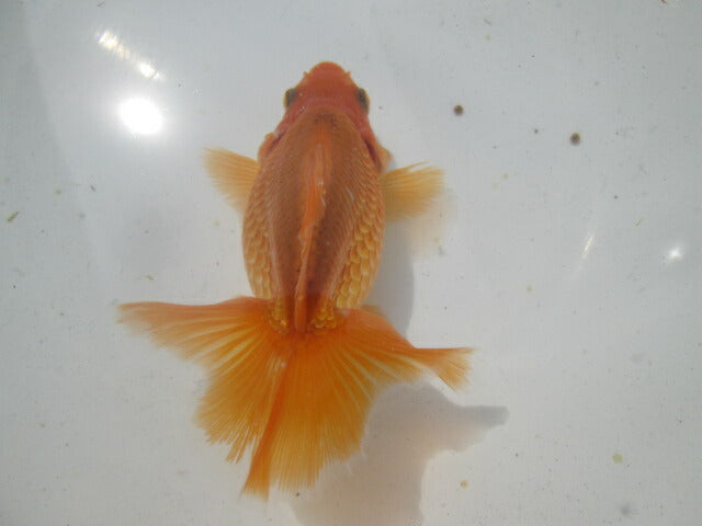 生体 土佐錦(11) 二歳魚 約8〜9センチ (1匹)土佐金/金魚/琉金/きんぎょ/国産金魚【金魚小屋-希-福岡】