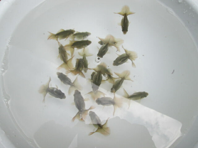 倉庫◆生体土佐錦当歳魚約6〜7センチ(1匹)土佐金/金魚/琉金/きんぎょ/国産金魚【金魚小屋-希-福岡】