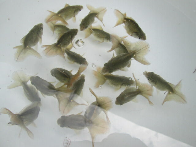 倉庫◆生体土佐錦当歳魚約6〜7センチ(1匹)土佐金/金魚/琉金/きんぎょ/国産金魚【金魚小屋-希-福岡】