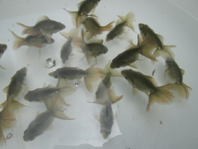 倉庫◆生体土佐錦当歳魚約6〜7センチ(1匹)土佐金/金魚/琉金/きんぎょ/国産金魚【金魚小屋-希-福岡】