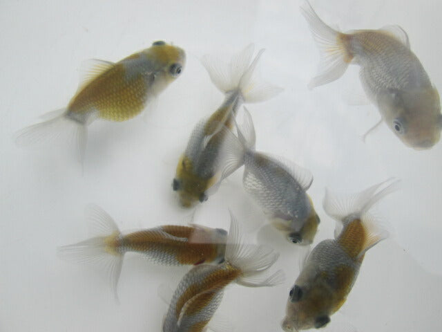 倉庫◆生体オランダショートテール当歳魚約4〜5センチ(1匹)オランダ/金魚/琉金/きんぎょ/国産金魚【金魚小屋-希-福岡】