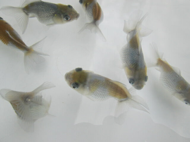 倉庫◆生体オランダショートテール当歳魚約4〜5センチ(1匹)オランダ/金魚/琉金/きんぎょ/国産金魚【金魚小屋-希-福岡】