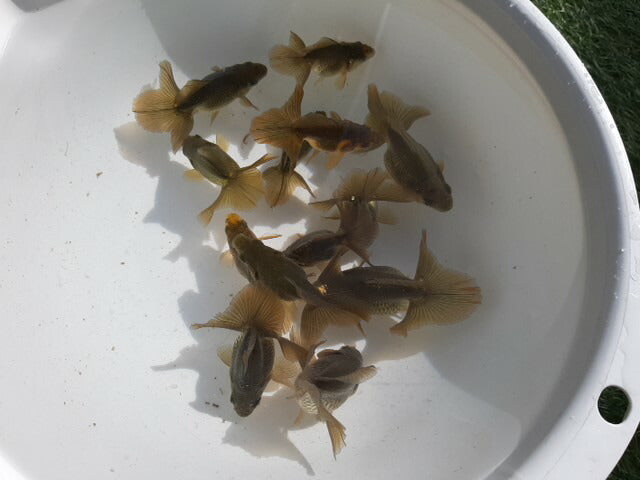倉庫◆生体土佐錦当歳魚約6〜7センチ(1匹)土佐金/金魚/琉金/きんぎょ/国産金魚【金魚小屋-希-福岡】
