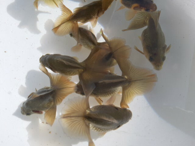 倉庫◆生体土佐錦当歳魚約6〜8センチ(1匹)土佐金/金魚/琉金/きんぎょ/国産金魚【金魚小屋-希-福岡】