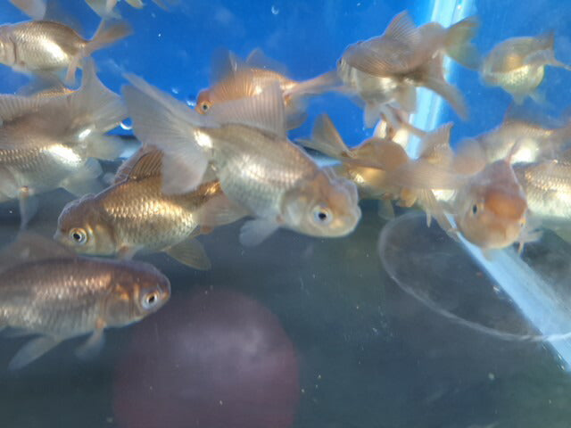 倉庫◆生体土佐錦当歳魚約6〜7センチ(1匹)土佐金/金魚/琉金/きんぎょ/国産金魚【金魚小屋-希-福岡】